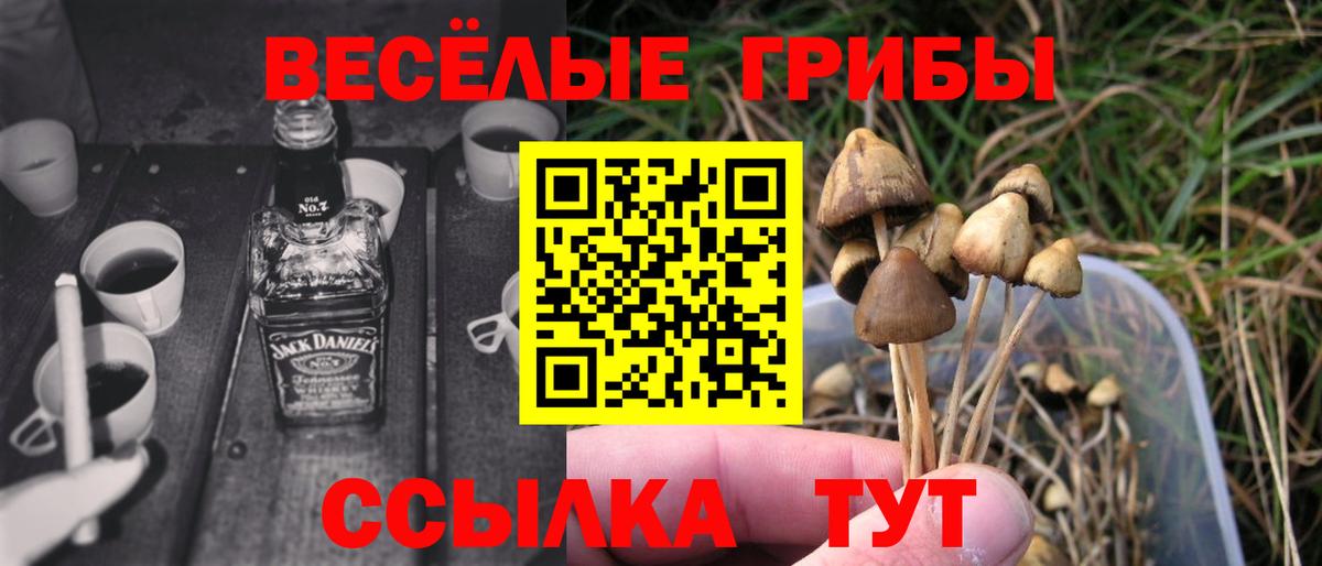 Псилоцибиновые грибы Psilocybe Моздок